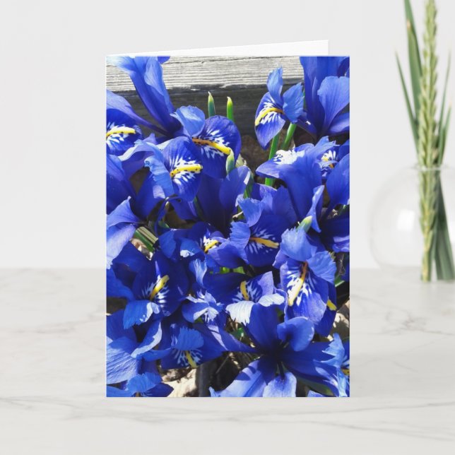 Carte Blue Iris Reticulata (Iris Netted) (Devant)