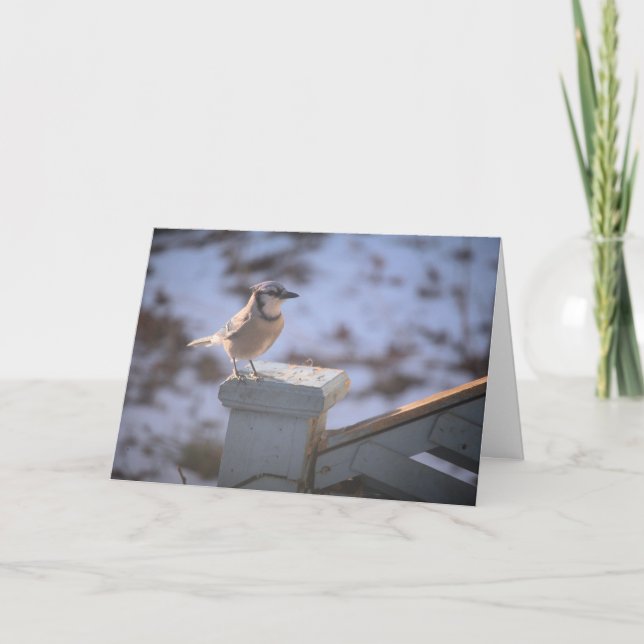 Carte Blue Jay (Devant)