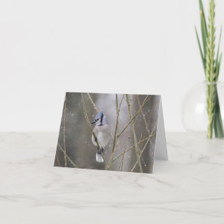 Carte Blue jay in the Snow