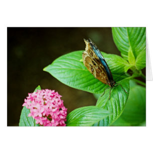 Carte Blue Morpho 143