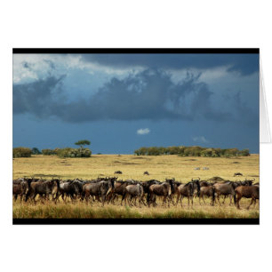 Carte Blue Wildebeest (GNU) Masai Mara Kenya