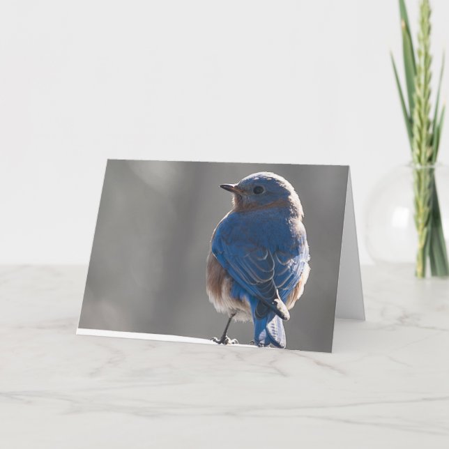 Carte Bluebird (Devant)