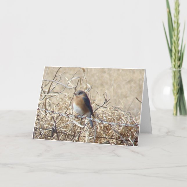 Carte Bluebird & Cardinal, Life Is A Song Sing It! (Devant)