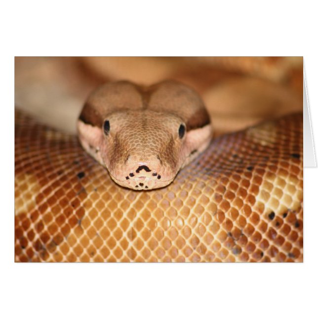 Carte Boa saumon (Devant horizontal)