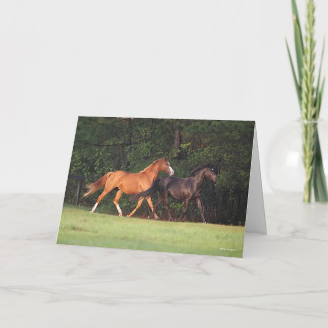 Carte Bob Langrish | Allemand Riding Pony Et Oldenburg (Devant)