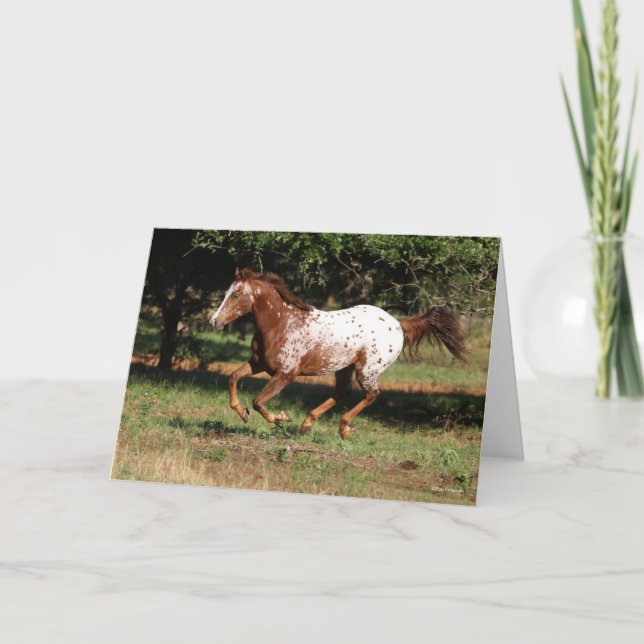 Carte Bob Langrish | Appaloosa Horse Running (Devant)