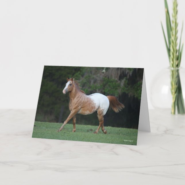 Carte Bob Langrish | Appaloosa Horse Running (Devant)