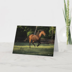 Carte Bob Langrish Baie Andalousie Cheval Courir