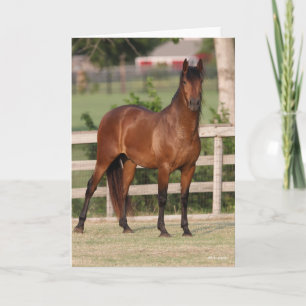 Carte Bob Langrish Baie Andalousie debout