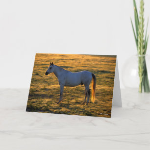 Carte Bob Langrish Barrière-lit arabe