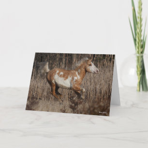 Carte Bob Langrish Bashkir Curly Stallion Courant