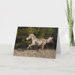 Carte Bob Langrish Bashkir Curly Stallion Courant