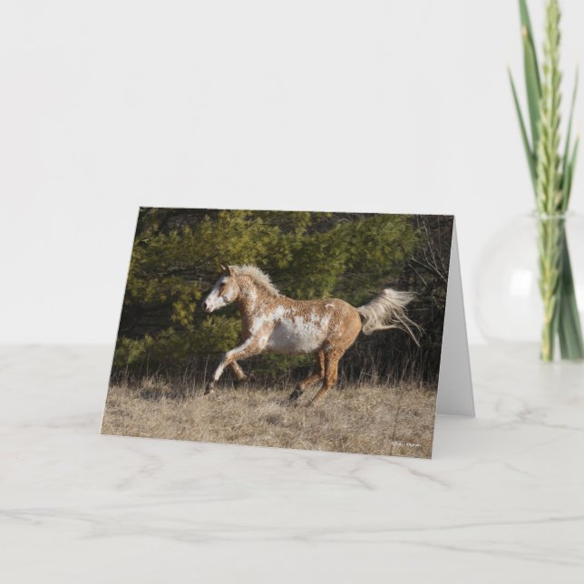 Carte Bob Langrish | Bashkir Curly Stallion Courant (Devant)