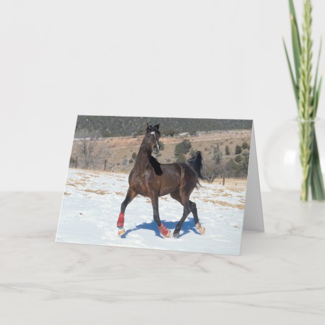 Carte Bob Langrish | Bay Arab Horse Running In Snow (Devant)