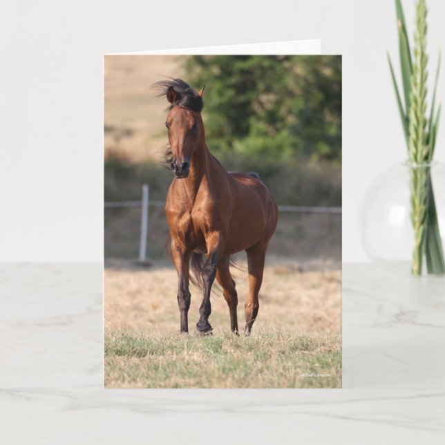 Carte Bob Langrish | Bay Arab Standing Mane Blown (Devant)