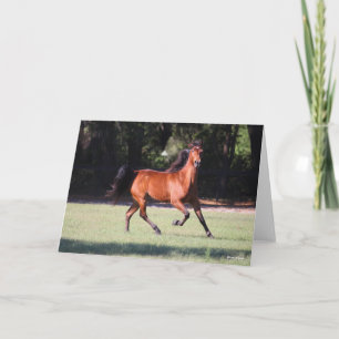 Carte Bob Langrish   Bay Tennessee Walker Running