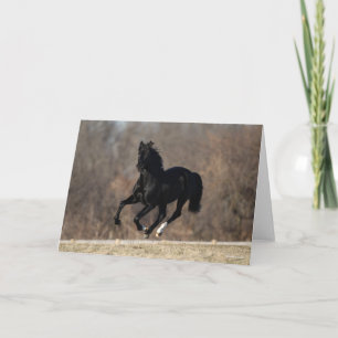 Carte Bob Langrish Black Andalucian Stallion Courir