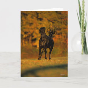 Carte Bob Langrish   Black Friesian Running In Autumn
