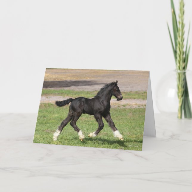 Carte Bob Langrish | Black Gypsy Vanner Foal Running (Devant)