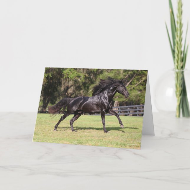 Carte Bob Langrish | Black Lusitano Running (Devant)