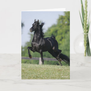 Carte Bob Langrish   Black Morgan Horse Trotting