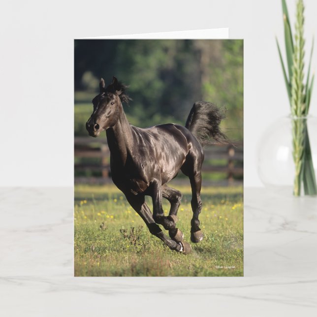 Carte Bob Langrish | Black Warmblood Stallion Running (Devant)