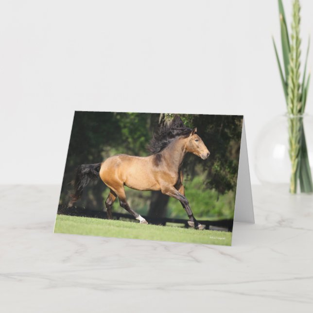 Carte Bob Langrish | Buckskin Lusitano Running (Devant)