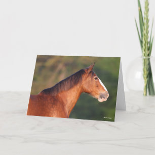 Carte Bob Langrish Capture d'écran de Bay Clydesdale