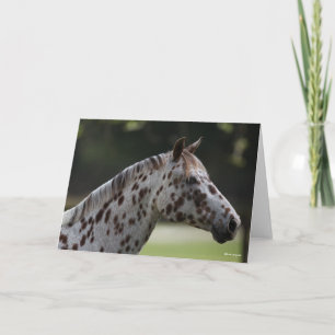 Carte Bob Langrish Capture d'écran de Spotty Appaloosa
