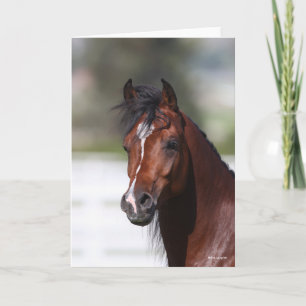 Carte Bob Langrish Capture d'écran du Colt arabe Bay