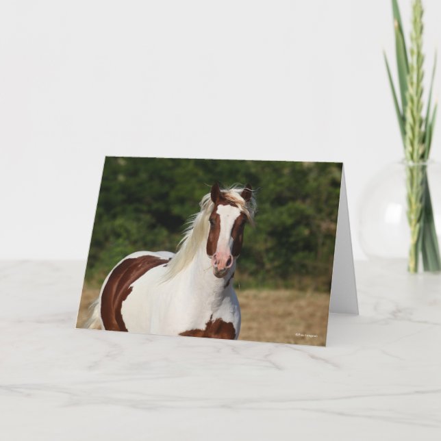 Carte Bob Langrish | Capture d'écran Pinto Haflinger (Devant)