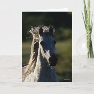 Carte Bob Langrish Casque Andalou gris rétroéclairé