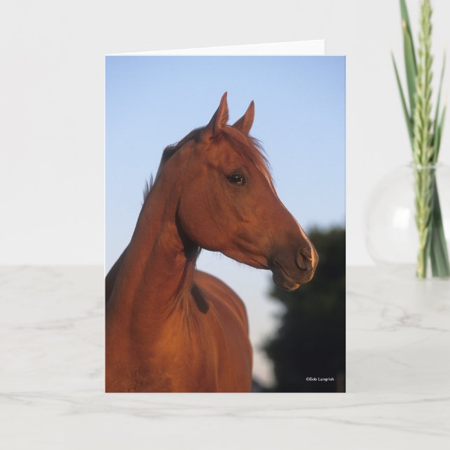 Carte Bob Langrish | Casque arabe châtaigner (Devant)