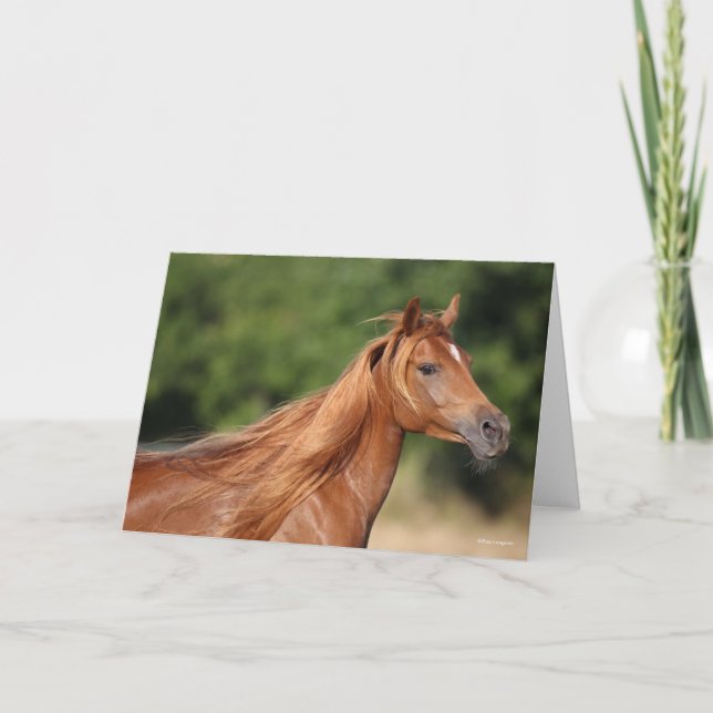 Carte Bob Langrish | Casque arabe châtaigner Mane Flow (Devant)