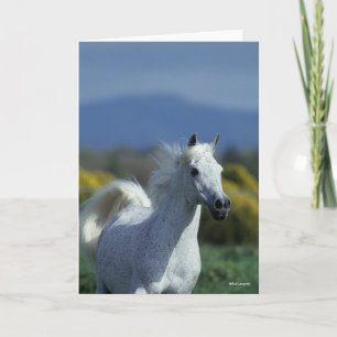 Carte Bob Langrish Casque arabe gris