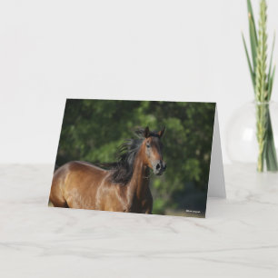 Carte Bob Langrish Casque Cheval Dark Bay Quarter