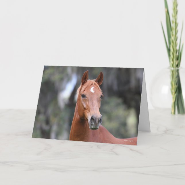 Carte Bob Langrish | Casque de châtaigne Oldenburg (Devant)