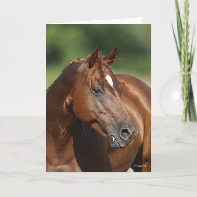 Carte Bob Langrish Chestnut Quarter Cheval Mare Headshot (Devant)