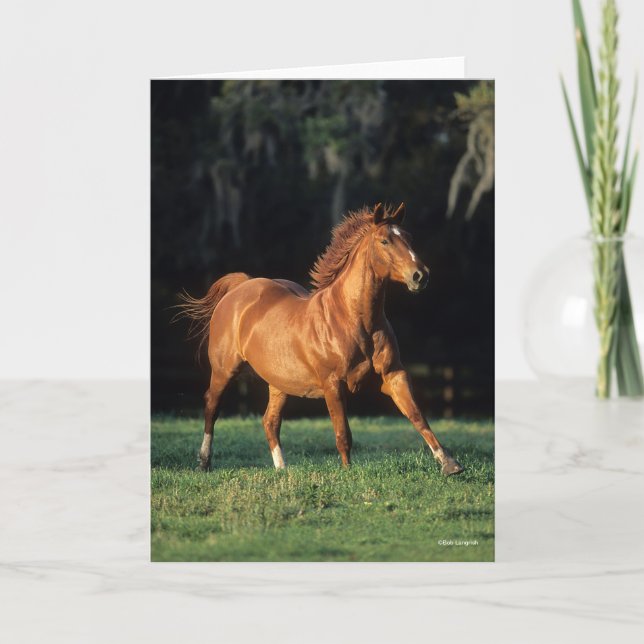 Carte Bob Langrish | Chestnut Warmblood Mare Running (Devant)
