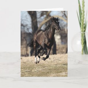 Carte Bob Langrish Cheval Andalou Noir Courir