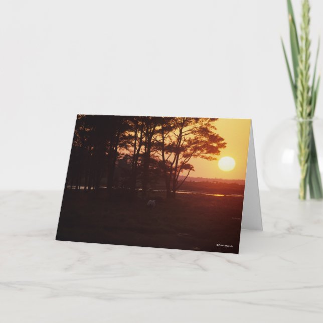 Carte Bob Langrish | Coucher de soleil sur le pâturage d (Devant)