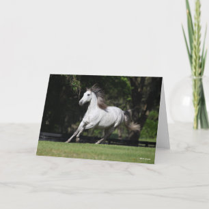 Carte Bob Langrish   Dapple Grey Andalucian Running