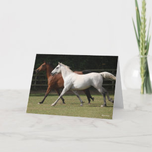 Carte Bob Langrish Deux Chevaux Arabes Courir Ensemble