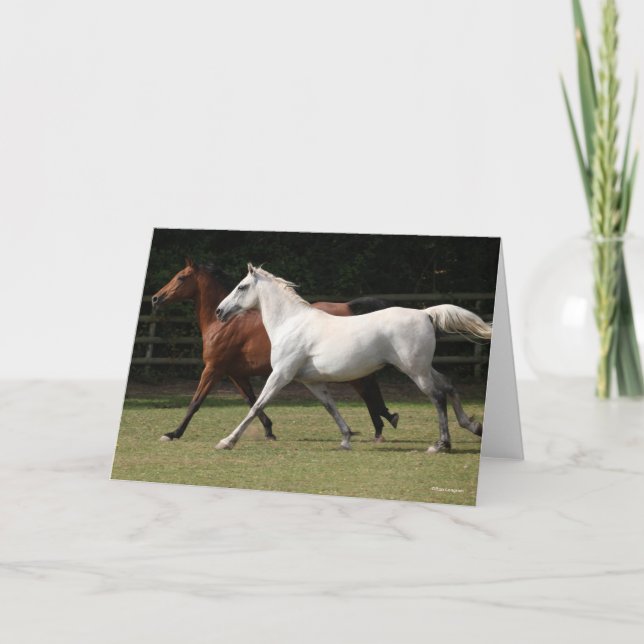 Carte Bob Langrish | Deux Chevaux Arabes Courir Ensemble (Devant)