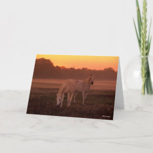 Carte Bob Langrish Deux Chevaux arabes gris debout