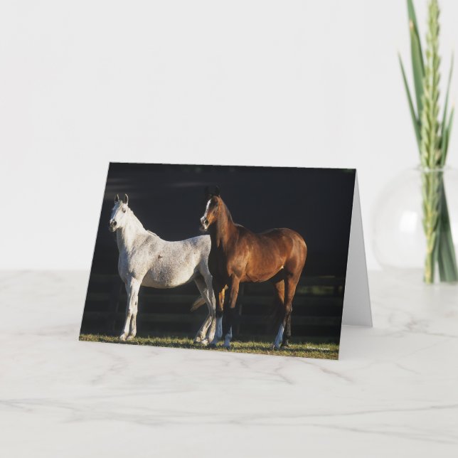 Carte Bob Langrish | Deux Marais Arabes Se Trouvant Sous (Devant)