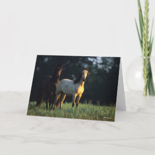 Carte Bob Langrish Deux Mustangs Kiger debout