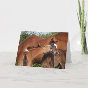 Carte Bob Langrish Deux poulains irlandais du sport hi