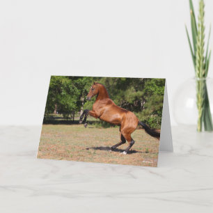 Carte Bob Langrish Élevage de l'étalon de Teke Bay Akh