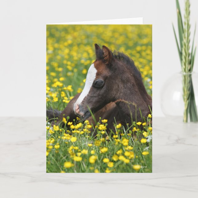 Carte Bob Langrish | Foal De Pony Gallois Reposant Dans  (Devant)